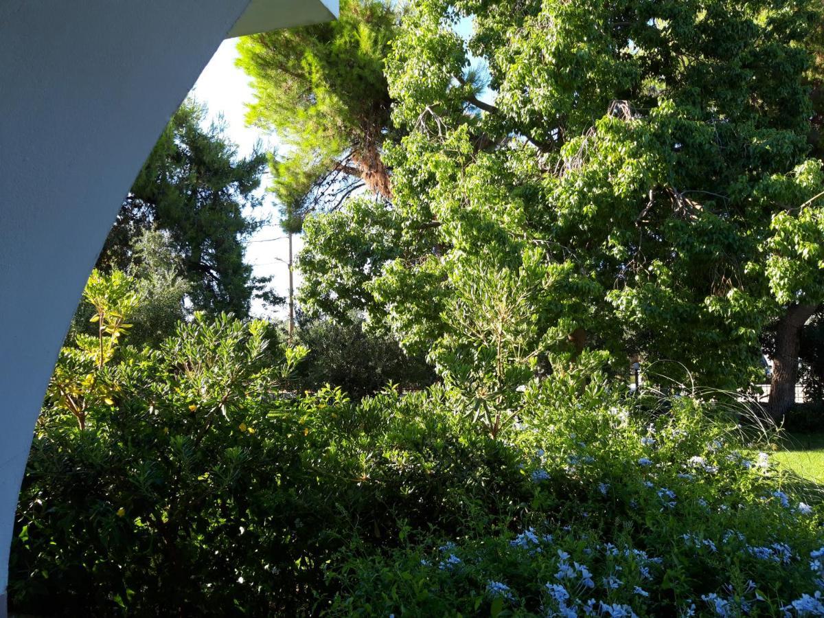 Oasis Ammoudi
